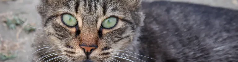 Seelenkatzen e.V. Header