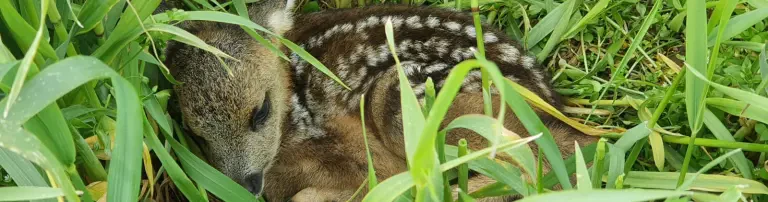 Kitz und Kaule Schwerin - Verein zur Rettung von Wildtieren e.V. Header