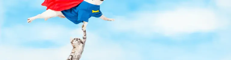Einsatz für Tiere e.V. Header