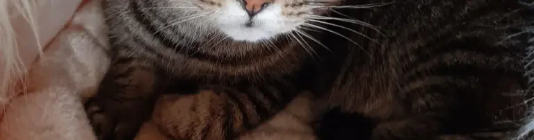 Aktiv für Tiere e. V. Header