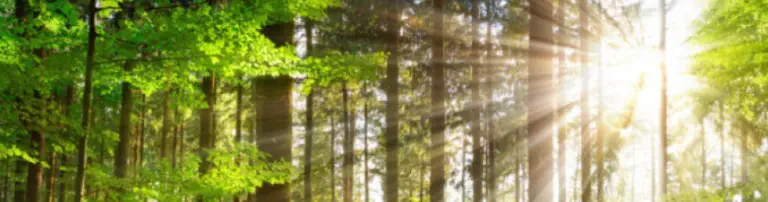 myreforest gGmbH Header
