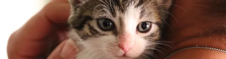 Seelenkatzen gemeinnützige UG (haftungsbeschränkt) Header