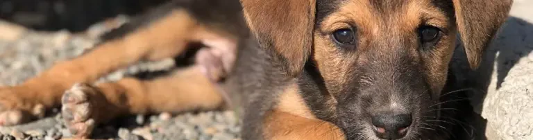 Internationaler Tierschutzverein Balkan Schnauzen e.V. Header