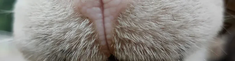Tierschutzhof Heile Seele e.V. Header