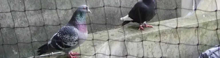 Schalker Täubchen Tierschutzprojekt e.V. Header