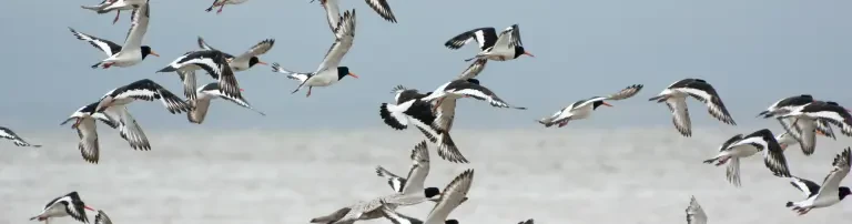 Verein Jordsand zum Schutz der Seevögel und der Natur e.V. Header