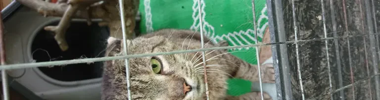 Initiative Tierschutz-Tiere in Not e.V. Header