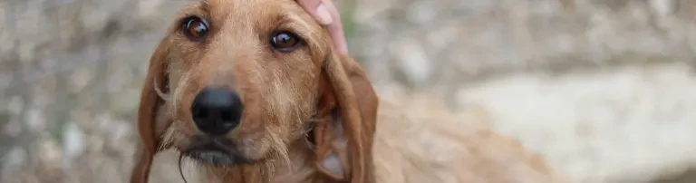 Tierschutzhunde Einzigartig e.V. Header