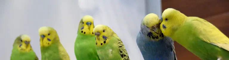 Tierschutz im Kiez e.V. Header