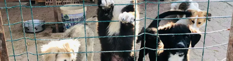Tierschutzverein Straßenhunde Bukarest e.V. Header