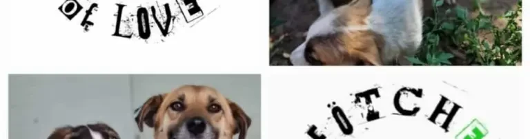 Pfötchenliebe e.V. Header
