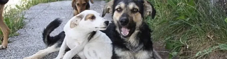 DOGsHope e.V. Header