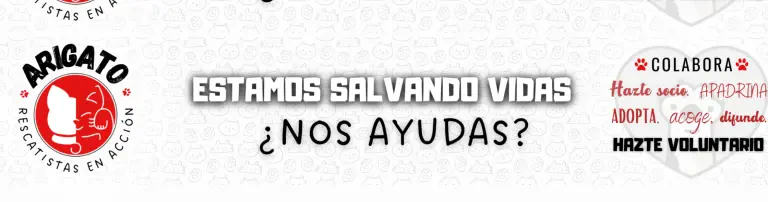 Arigato Rescatistas en Acción Header
