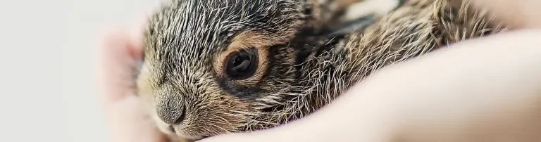 Wildtierhilfe Auenland e.V. Header