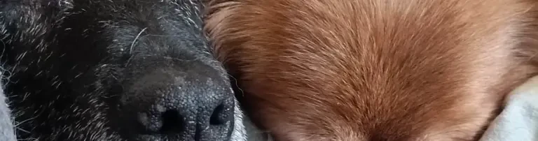 Care of canis e.V. Header