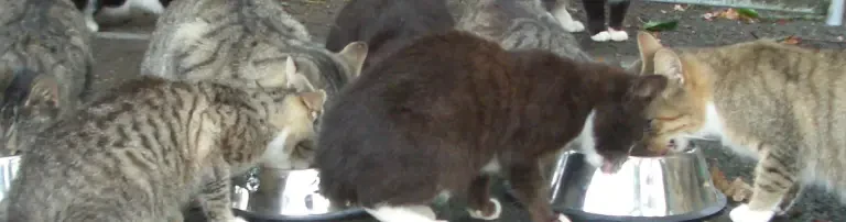 Katzenschutzbund Osnabrück e.V. Header