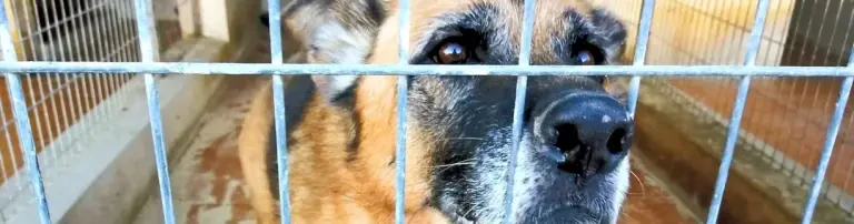 Wir für Hunde in Not e.V. Header