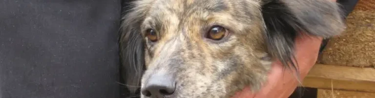 Streetdogs Madeira e.V. Header