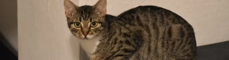 Katzenfreunde Bissendorf e.V. Header