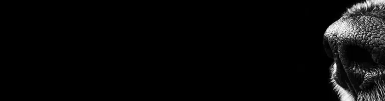 Rettungshunde SEAL DOGS e. V. Header