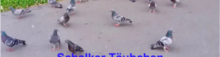 Schalker Täubchen Tierschutzprojekt e.V. Header
