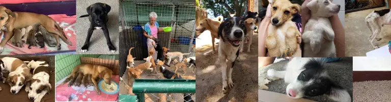 Seychelles Pet Haven Germany eV Header