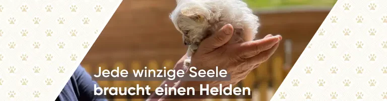 Streunerparadies Header