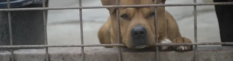 Save-All-Dogs e.V. Header