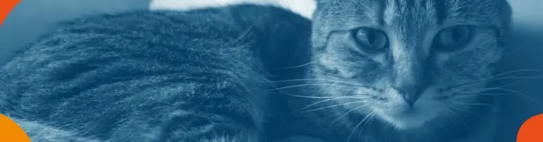 Katzenarche Dittelbrunn e.V. Header