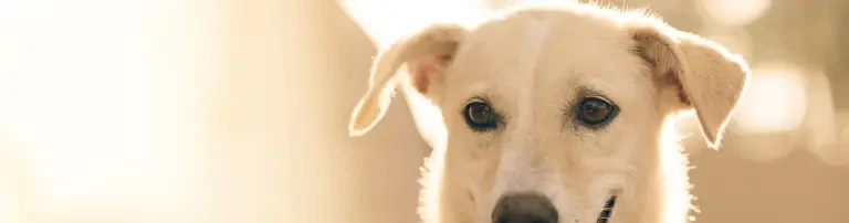 Hundehilfe Lucky Stray e.V. Header