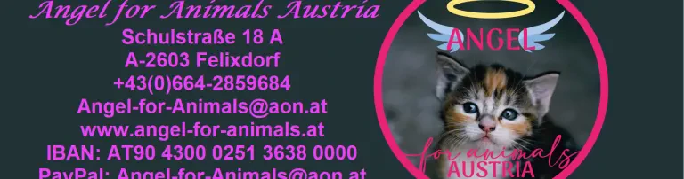 Angel for Animals Header