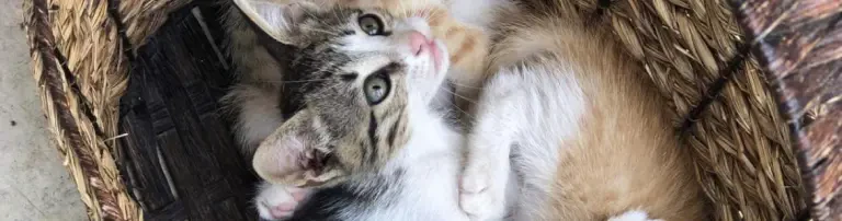 Hope for paws Kreta e.V. Header
