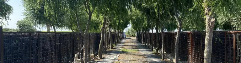 Casa Cainelui Header
