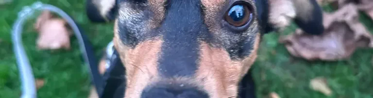silent souls of strays e.v. Header