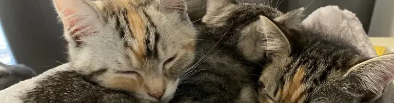 Katzenschutzbund e.V. Essen Header