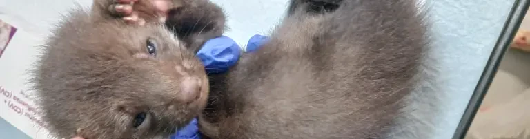 Wildtierpflegestelle Verden Aller e.V. Header