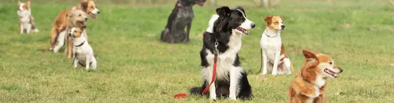 Verein der Hundefreunde Loitz e.V Header