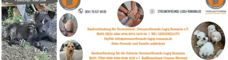 Streunerfreunde-Lugoj Romania e.V. Header