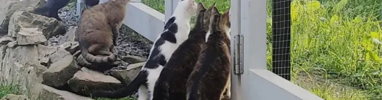 Tierhilfe Furth im Wald - für Katzen in Not e.V. Header