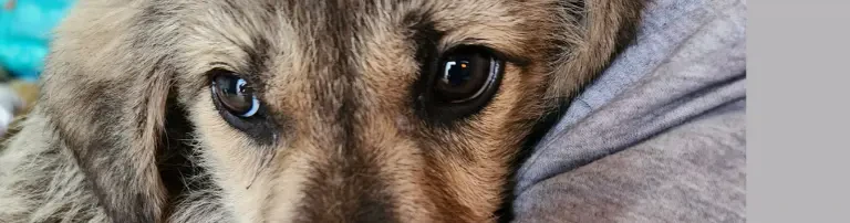 Bund für Tiere in Not e.V. Header