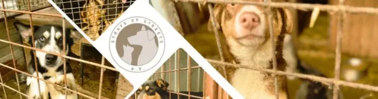 Strays of Streets e.V. Header