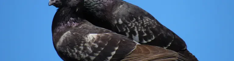Ingolstadts Stadttauben und andere coole Vögel e.V. Header