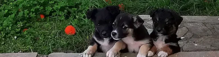 NeStra e.V. - Nele's Strays Help/Care - Nele's Strassentiere Tierschutz (Kreta) Header