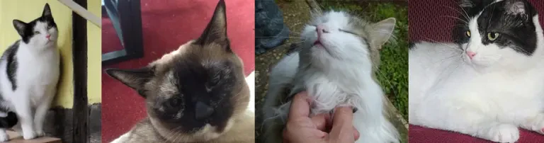 ANAA-Katzen Deutschland e.V. Header