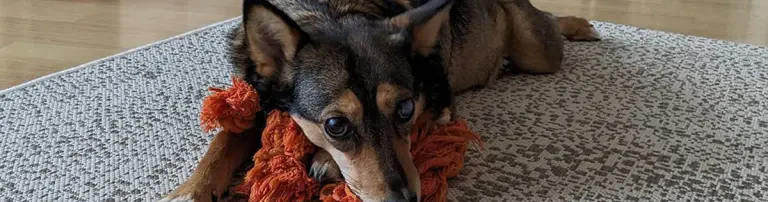Yesa Rescue Team - Hilfe für Tiere in Not e.V. Header