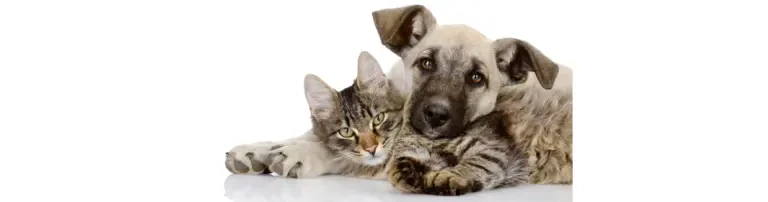 Animal Care e.V. Header