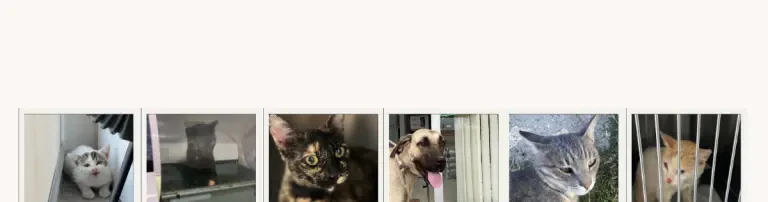 Nefes für Pfoten e.V. Header