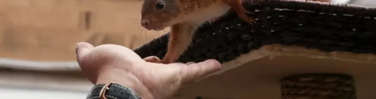 Eichhörnchen in Not - Datteln e.V. Header