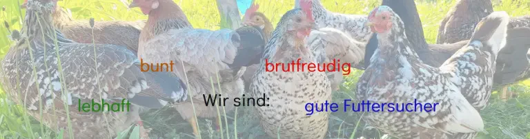 Verein zur Erhaltung der Bayerischen Landzwerge 2026 e.V. Header