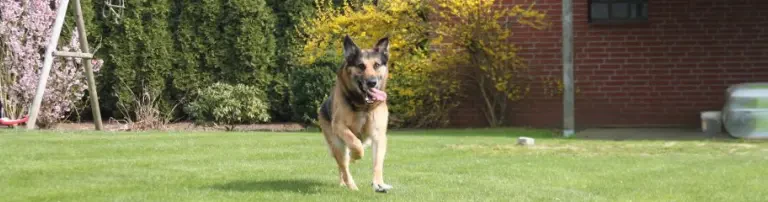 Omihunde-Netzwerk e.V. Header